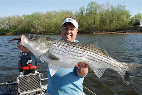 DELAWARE RIVER STRIPER FISHING .